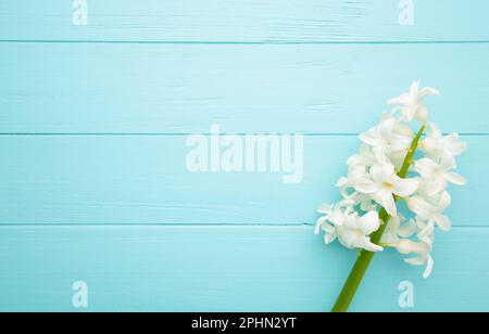 Fleur de jacinthe blanche sur fond bleu. Ressort Banque D'Images