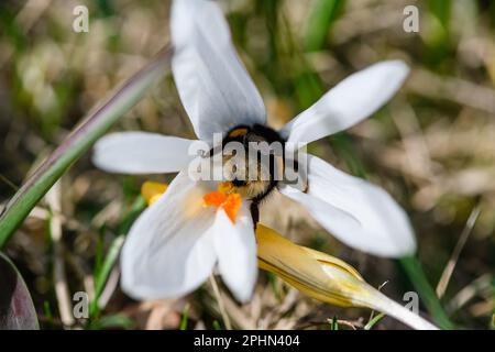 Un bourdon recueille le nectar d'un crocus blanc en fleurs. Vue de dessus. Banque D'Images