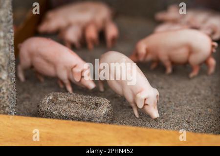 Animaux de ferme miniatures de porcs Banque D'Images