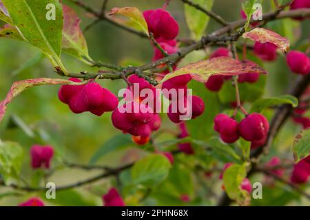 Euonymus europaeus, connu sous le nom de broche, et aussi comme broche européenne et broche commune, est un arbuste à feuilles caduques ou un petit arbre de la famille des Celastraceae. Banque D'Images