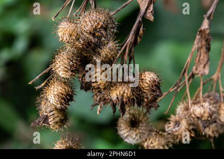 Arctium lappa, têtes de graines sèches de moindre erdock. Arctium moins, automne dans la prairie avec des fleurs séchées terdock, communément appelé plus grand terrier, comestible Banque D'Images