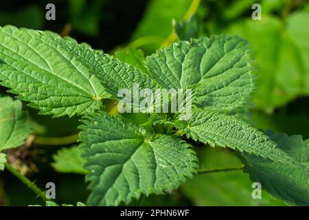 Urtica dioica ou ortie picollante, dans le jardin. Ortie de piqûre, plante médicinale utilisée comme saignement, diurétique, antipyrétique, cicatrisation de plaies, Banque D'Images