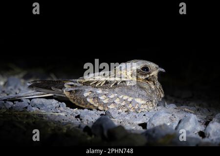 Boîte de nuit indienne ou Caprimulgus asioticus observé à Rann de Kutch dans le Gujarat, en Inde Banque D'Images