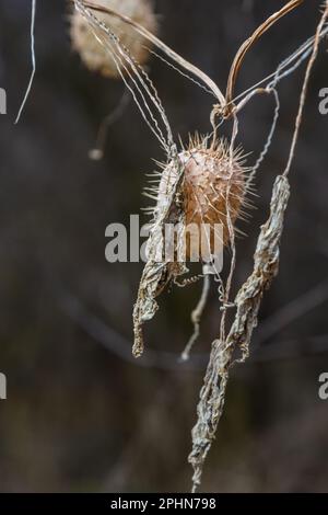 Lobe épineux sec Echinocystis lobata en hiver. Les fruits secs avec des graines pendant l'hiver accrochés sur les branches des buissons. Banque D'Images