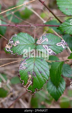 Mines de feuilles de Bramble fabriquées par la teigne Stigmella aurella, Surrey, Angleterre, Royaume-Uni Banque D'Images