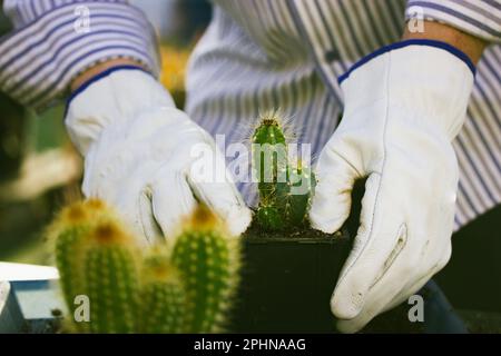 Jardinier, fermier en gants d'épreuve de thorn blanc travaillant dans la serre de jardin replantant Pilosocereus pachycladus cactus. Culture de petits cactus verts, Banque D'Images