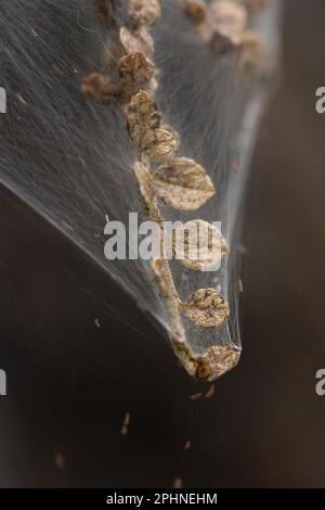 Photo macro de la bande larvaire de la Moth Ermine dans une brousse Banque D'Images