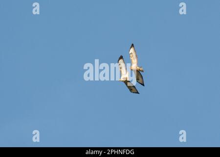 Paire de buzzards communs, Buteo buteo volant ensemble, pays de Galles, Royaume-Uni. Banque D'Images