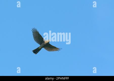 Sparrowhawk, Accipiter nisus, en vol, pays de Galles, Royaume-Uni. Banque D'Images