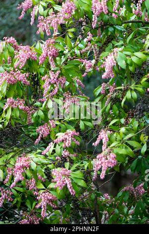 Evergreen, arbuste, floraison, début du printemps, Pieris japonica 'Valley Rose', Lily of the Valley arbuste, Piris japonais, floraison Banque D'Images