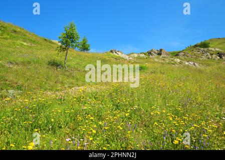 Prairie alpine en fleurs dans la vallée d'Aoste, Italie. Banque D'Images