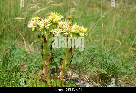 Gros plan de belles fleurs jaunes Sempervivum wulfenii ou Houseleeeeeeeeeks poussant dans le pré de montagne. Banque D'Images