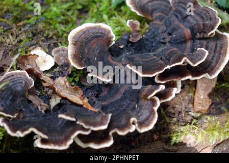 Turkey Tail Mushroom (Coriolus Versicolor) poussant sur un arbre mort dans le bois de Boilton à la réserve naturelle de Brockholes, Preston, Lancashire, Angleterre, Royaume-Uni. Banque D'Images