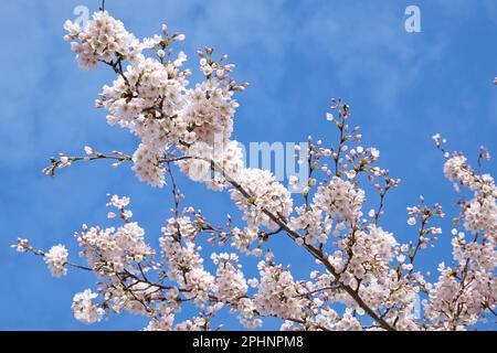 Cerisiers Yoshino, Prunus yedoensis, en fleurs. Banque D'Images