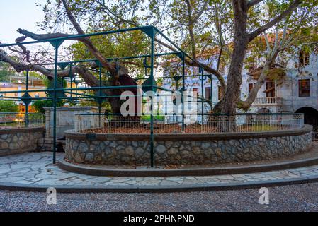 Vue au coucher du soleil sur l'arbre de plaine Hippocrate sur l'île grecque de Kos. Banque D'Images