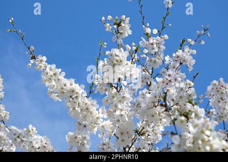 Cerisier, Prunus incisa 'la mariée' en fleur. Banque D'Images