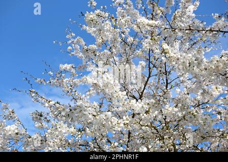 Cerisier, Prunus incisa 'la mariée' en fleur. Banque D'Images