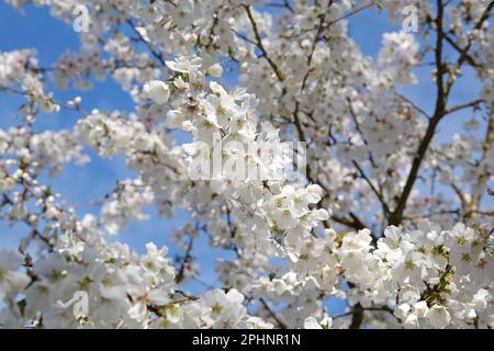 Cerisier, Prunus incisa 'la mariée' en fleur. Banque D'Images