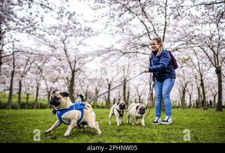 AMSTELVEEN - le Bloesempark, dans le Bos d'Amsterdam, est le lieu de la floraison des cerisiers en fleurs japonais. Les fleurs attirent beaucoup d'attention du pays et de l'étranger pendant la période de floraison en mars et avril. ANP FREEK VAN DEN BERGH pays-bas hors - belgique hors Banque D'Images