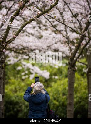 AMSTELVEEN - le Bloesempark, dans le Bos d'Amsterdam, est le lieu de la floraison des cerisiers en fleurs japonais. Les fleurs attirent beaucoup d'attention du pays et de l'étranger pendant la période de floraison en mars et avril. ANP FREEK VAN DEN BERGH pays-bas hors - belgique hors Banque D'Images