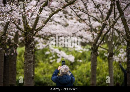 AMSTELVEEN - le Bloesempark, dans le Bos d'Amsterdam, est le lieu de la floraison des cerisiers en fleurs japonais. Les fleurs attirent beaucoup d'attention du pays et de l'étranger pendant la période de floraison en mars et avril. ANP FREEK VAN DEN BERGH pays-bas hors - belgique hors Banque D'Images