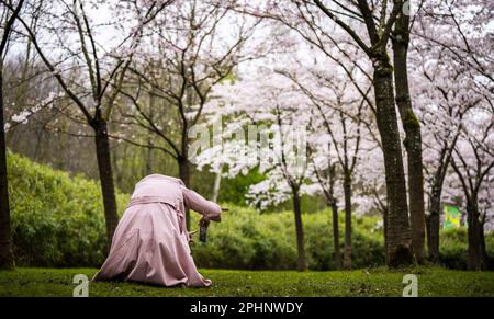 AMSTELVEEN - le Bloesempark, dans le Bos d'Amsterdam, est le lieu de la floraison des cerisiers en fleurs japonais. Les fleurs attirent beaucoup d'attention du pays et de l'étranger pendant la période de floraison en mars et avril. ANP FREEK VAN DEN BERGH pays-bas hors - belgique hors Banque D'Images