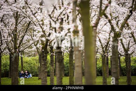 AMSTELVEEN - le Bloesempark, dans le Bos d'Amsterdam, est le lieu de la floraison des cerisiers en fleurs japonais. Les fleurs attirent beaucoup d'attention du pays et de l'étranger pendant la période de floraison en mars et avril. ANP FREEK VAN DEN BERGH pays-bas hors - belgique hors Banque D'Images