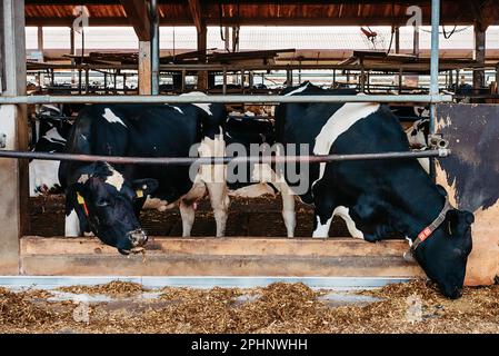 Vache de veau en cage, s'occuper de l'agriculture bio-agricole, nourrir les animaux d'ensilage d'herbe de foin, les races de bovins laitiers, l'alimentation des bovins de vache. Fleckvieh race, bonnes vaches laitières de s Banque D'Images