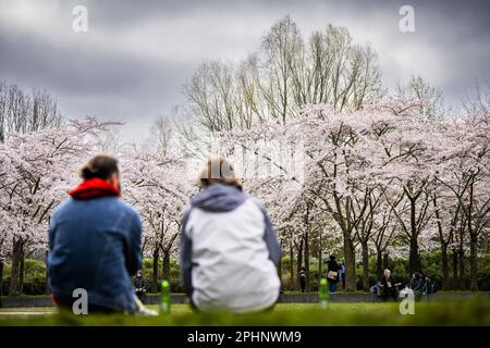 AMSTELVEEN - le Bloesempark, dans le Bos d'Amsterdam, est le lieu de la floraison des cerisiers en fleurs japonais. Les fleurs attirent beaucoup d'attention du pays et de l'étranger pendant la période de floraison en mars et avril. ANP FREEK VAN DEN BERGH pays-bas hors - belgique hors Banque D'Images