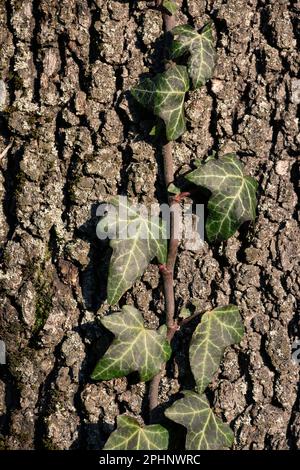 Une plante ivy grimpant un grand chêne en Toscane, Italie Banque D'Images