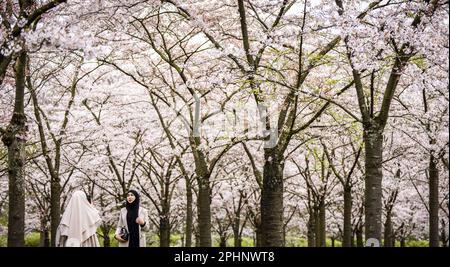 AMSTELVEEN - le Bloesempark, dans le Bos d'Amsterdam, est le lieu de la floraison des cerisiers en fleurs japonais. Les fleurs attirent beaucoup d'attention du pays et de l'étranger pendant la période de floraison en mars et avril. ANP FREEK VAN DEN BERGH pays-bas hors - belgique hors Banque D'Images