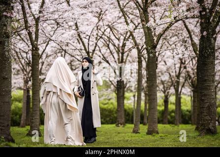 AMSTELVEEN - le Bloesempark, dans le Bos d'Amsterdam, est le lieu de la floraison des cerisiers en fleurs japonais. Les fleurs attirent beaucoup d'attention du pays et de l'étranger pendant la période de floraison en mars et avril. ANP FREEK VAN DEN BERGH pays-bas hors - belgique hors Banque D'Images