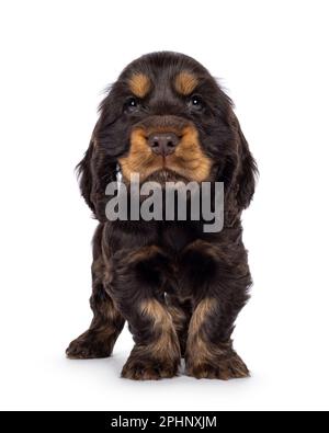 Adorable choc et chien brun clair Coclerspaniel chiot, debout face à l'avant. En regardant vers l'appareil photo, isolé sur un fond blanc. Banque D'Images