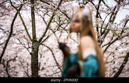 AMSTELVEEN - le Bloesempark, dans le Bos d'Amsterdam, est le lieu de la floraison des cerisiers en fleurs japonais. Les fleurs attirent beaucoup d'attention du pays et de l'étranger pendant la période de floraison en mars et avril. ANP FREEK VAN DEN BERGH pays-bas hors - belgique hors Banque D'Images