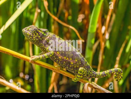 Caméléon à col à rabat Banque D'Images