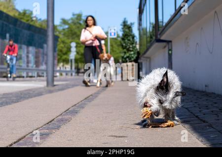 Un petit chien errant mange les restes sur le trottoir Banque D'Images