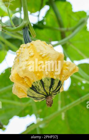 Gourd ornemental, Gremlin de citrouille de champ, Gremlins de Cucurbita pepo mélangés, petits à moyens gourdes de couleur vive avec verrues Banque D'Images