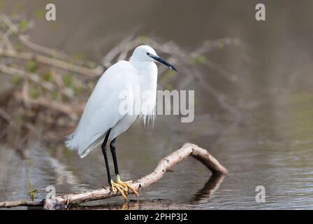 Gros plan d'un petit aigrette (Egretta garzetta) perché sur une branche d'arbre, Royaume-Uni. Banque D'Images