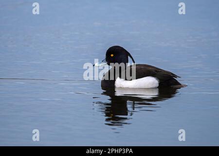 Canard touffeté / pommier touffeté (Aythya fuligula) mâle dans le plumage reproductif nageant dans l'étang au début du printemps Banque D'Images