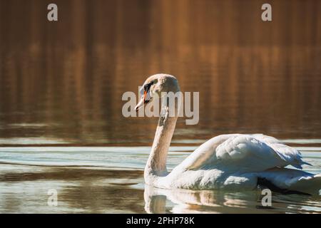 Cygne blanc nageant sur le lac dans les rayons du soleil levant Banque D'Images