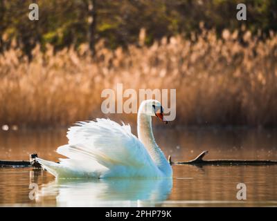 Cygne blanc nageant sur le lac dans les rayons du soleil levant Banque D'Images