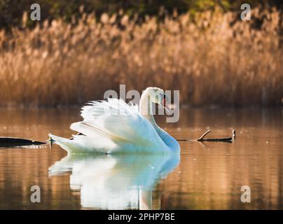 Cygne blanc nageant sur le lac dans les rayons du soleil levant Banque D'Images