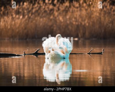 Cygne blanc nageant sur le lac dans les rayons du soleil levant Banque D'Images