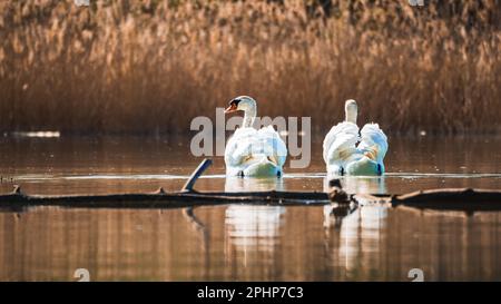 Deux cygnes blancs nageant sur le lac dans les rayons du soleil levant Banque D'Images