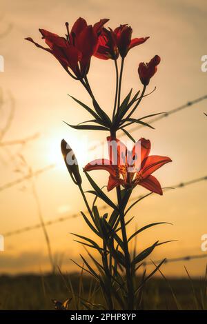 Une tige de lys de tigre orange fleuris le long d'une clôture dans un paysage de coucher de soleil d'été Banque D'Images