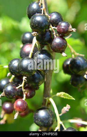 Sur la branche des baies de brousse sont mûres (Ribes nigrum). Banque D'Images