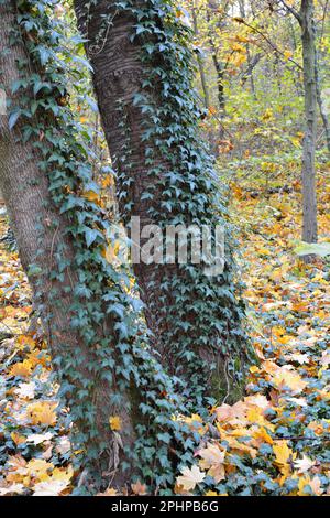 Ivy (Hedera Helix) est une plante d'escalade sauvage qui s'étend le long d'un arbre dans la forêt. Banque D'Images
