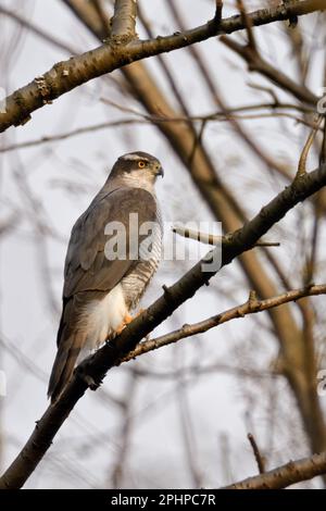 discret... Goshawk ( Accipiter gentilis ), goshawk mâle dans les branches des arbres Banque D'Images