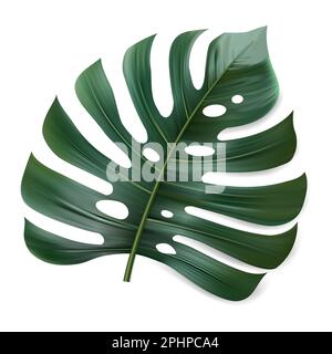 Monstera deliciosa plante feuille de forêts tropicales isolées sur fond blanc Illustration de Vecteur