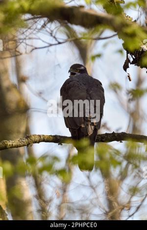 Appels d'audience... Le Gooshawk du Nord ( Accipiter gentilis ), les appels dans la forêt, le Gooshawk féminin attire l'attention sur lui-même Banque D'Images